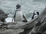 Voyages en Amérique du Sud