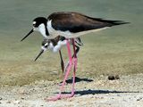 viventura Galapagosinseln