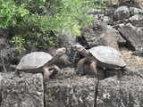 viventura Galapagosinseln