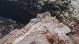 viventura Ballestas Inseln