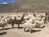 viventura Colca Canyon
