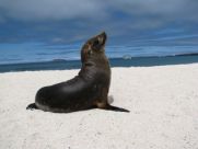 viventura Galapagosinseln Lobo Marino de Galápagos