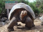 viventura Galapagosinseln Tortuga de Galápagos