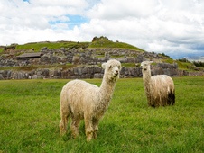 viventura Sacsayhuaman, Cuzco, Peru
