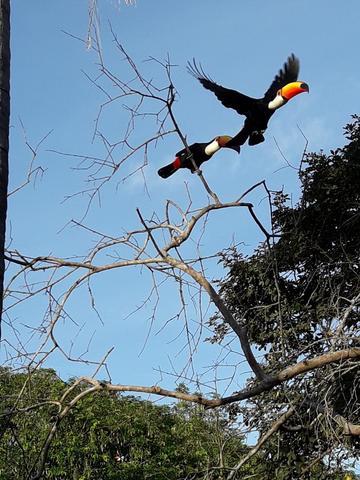 viventura Pantanal