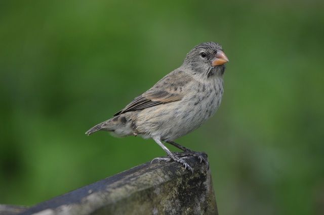 viventura Galapagosinseln