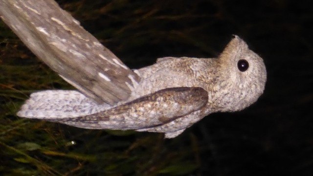 viventura Pantanal