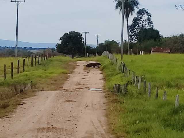 viventura Pantanal