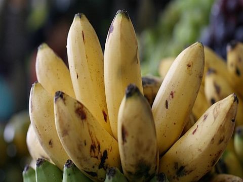 exotische Früchte: Platano_manzanita