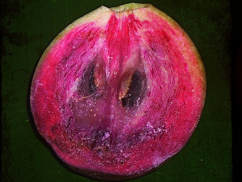 Die Frucht Caimito aus Peru - viventura Blog